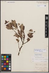 Salix bicolor subsp. basaltica (H. J. Coste) I. V. Belyaeva